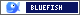 Bluefish